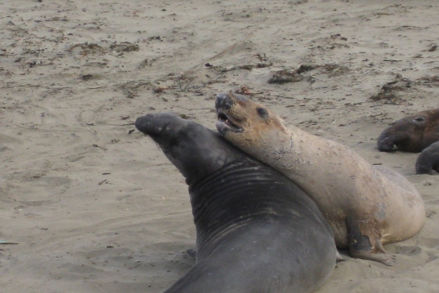 ../image/elephant seals near san simeon 10.jpg